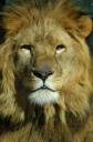 Lion maze
