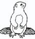 groundhog day coloring page